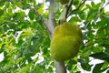 Jack fruit growing hanging from branch on tree in farm Royalty Free Stock Photo