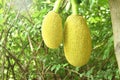 Jack fruit growing hanging from branch on tree in farm Royalty Free Stock Photo
