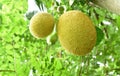 Jack fruit growing hanging from branch on tree in farm Royalty Free Stock Photo