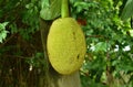 Jack fruit growing hanging from branch on tree in farm Royalty Free Stock Photo