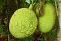 Jack fruit growing hanging from branch on tree in farm Royalty Free Stock Photo