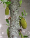 Jack Fruit Growing on a tree