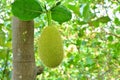 Jack fruit hanging on tree Royalty Free Stock Photo