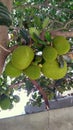 Jack fruit hanging on tree Royalty Free Stock Photo