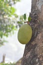 Jack fruit