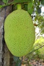 Jack fruit Royalty Free Stock Photo