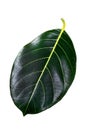 Jack fruit leaf