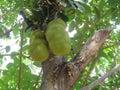 Jack fruit