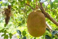 Jack fruit scientific name: Artocarpus heterophyllus Lam. Nearly ripe fruit hangs on the tree in the garden.