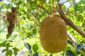 Jack fruit scientific name: Artocarpus heterophyllus Lam. Nearly ripe fruit hangs on the tree in the garden. Royalty Free Stock Photo