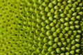 Jack fruit skin tecture background for wallpaper