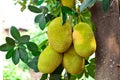 Jack fruit on the tree in garden