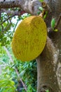 Jack fruit