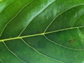 jack fruit tree leaf closeup macro with details Royalty Free Stock Photo