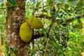 Jack fruit tree with ripe fruits at the farm at Zanzibar Royalty Free Stock Photo