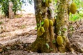 Jack fruit tree with ripe fruits at the farm at Zanzibar Royalty Free Stock Photo