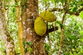 Jack fruit tree with ripe fruits at the farm at Zanzibar Royalty Free Stock Photo