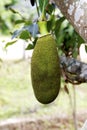 Jack fruit Royalty Free Stock Photo