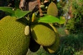 jack fruits on the tree close up Royalty Free Stock Photo