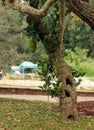 Jack fruits tree