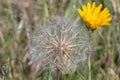 Jack-go-to-bed-at-noon, Tragopogon pratensis, seed head Royalty Free Stock Photo