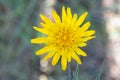 Jack-go-to-bed-at-noon Tragopogon pratensis flower Royalty Free Stock Photo