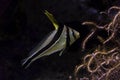 The jack-knifefish Equetus lanceolatus. Royalty Free Stock Photo