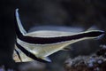 Jack-knifefish (Equetus lanceolatus). Royalty Free Stock Photo