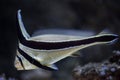 Jack-knifefish (Equetus lanceolatus).