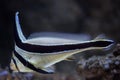 Jack-knifefish (Equetus lanceolatus).