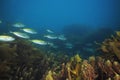 Jack mackerels among sea weeds