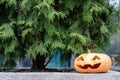 Jack o Lantern carved pumpkin. Halloween pumpkin with ghoulish face.