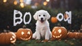 jack o lantern A comical Halloween puppy dressed as a ghost with holes cut out for eyes, sitting next to a sign Royalty Free Stock Photo