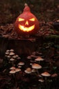 Jack O\'lantern lit on a tree stump Royalty Free Stock Photo
