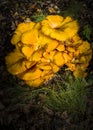 Jack-O`-Lantern Mushroom in Woods