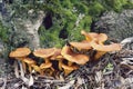 Jack o lantern mushroom, Omphalotus olearius Royalty Free Stock Photo