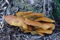 jack o lantern mushroom, Omphalotus olearius Royalty Free Stock Photo