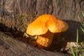 Jack-o`lantern mushroom on a stump Royalty Free Stock Photo