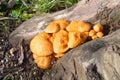 Jack-o`lantern mushroom on a stump Royalty Free Stock Photo