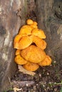 Jack-o`lantern mushrooms on a stump Royalty Free Stock Photo
