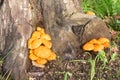 Jack-o`lantern mushrooms on a stump Royalty Free Stock Photo
