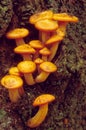 Jack-O-Lanturn Mushroom on Stump Royalty Free Stock Photo