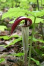 Jack-in-the-Pulpit Royalty Free Stock Photo