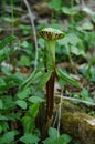 Jack in the Pulpit Royalty Free Stock Photo