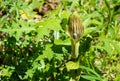 Jack-in-the-Pulpit, Arisaema triphyllum