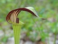 Jack in the Pulpit