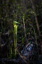 Jack-in-the-pulpit in a dark forest catching a sun beam