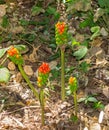 Jack in the Pulpit Fruit Royalty Free Stock Photo
