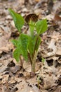 Jack in the pulpit sprouts open Royalty Free Stock Photo