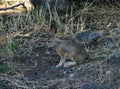 Jack Rabbit Royalty Free Stock Photo